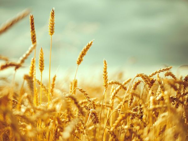 Durum brašno vs bijelo (pekarsko) brašno
