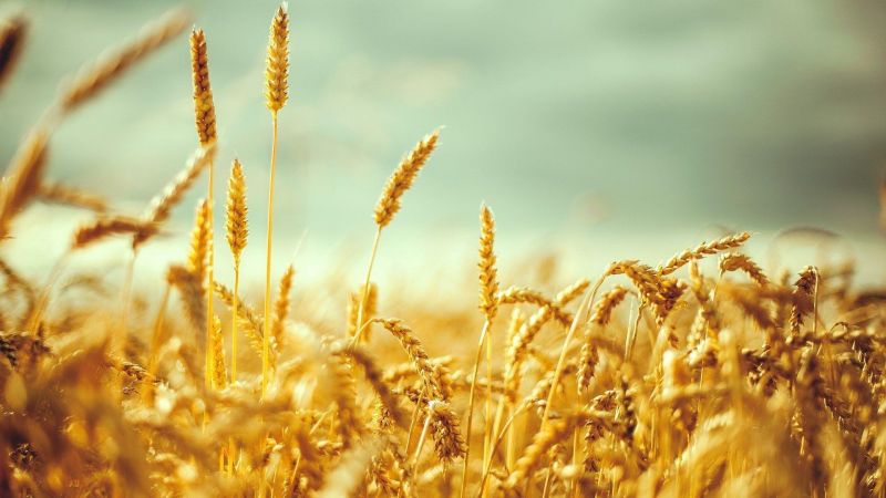 Durum brašno vs bijelo (pekarsko) brašno